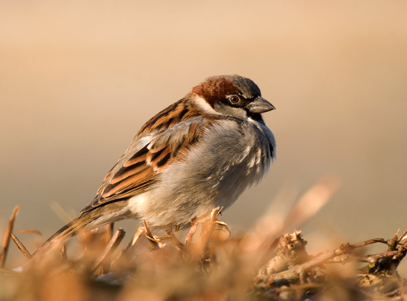 House Sparrow - House Sparrow