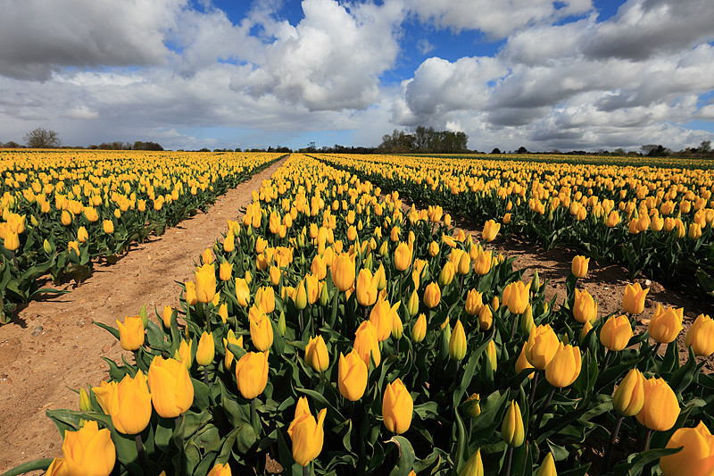 Tulips - The Land