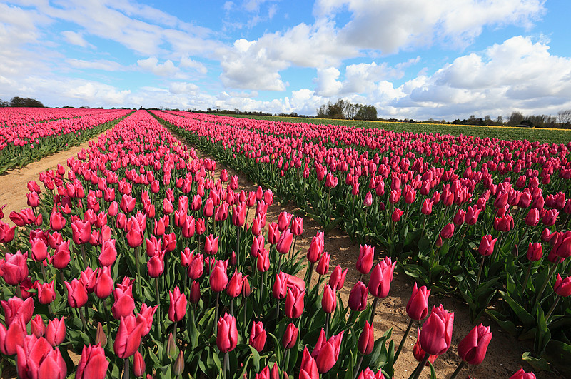 Tulips - The Land