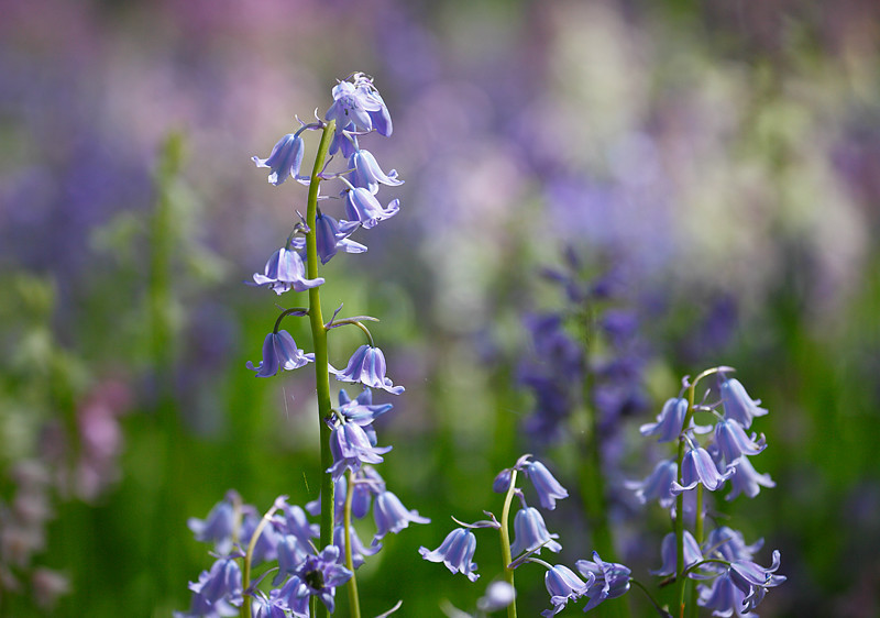 Bluebell - Textures Colours Details