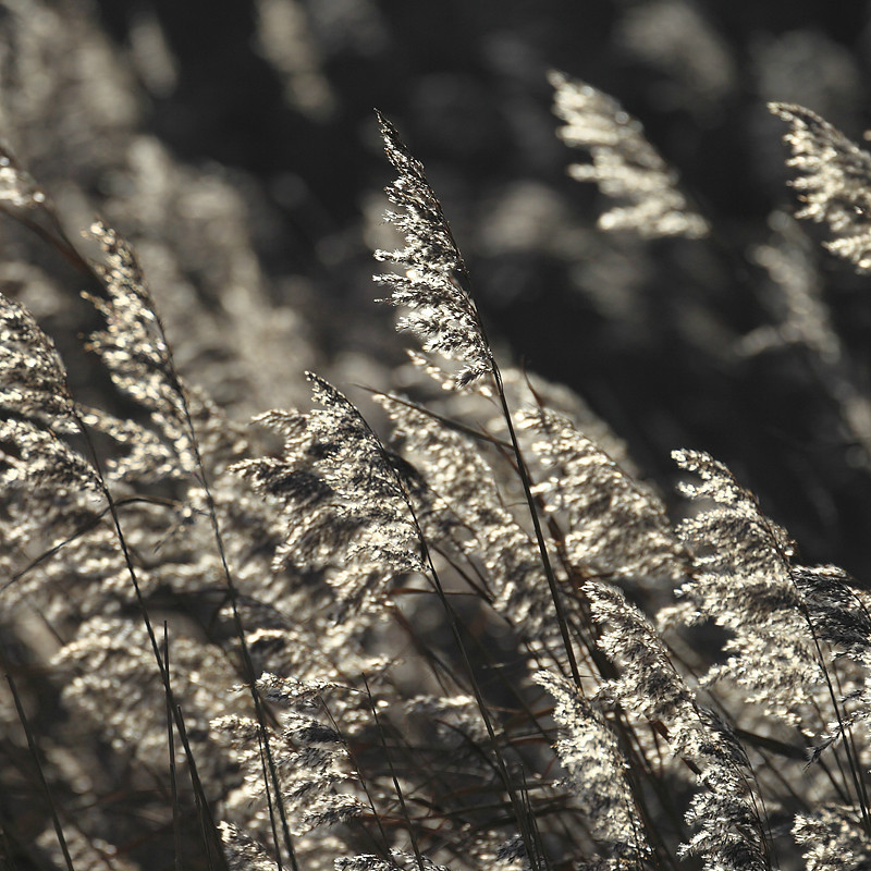 Reeds - Textures Colours Details