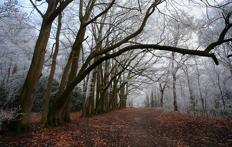 Ken Hill Woods Winter - The Land