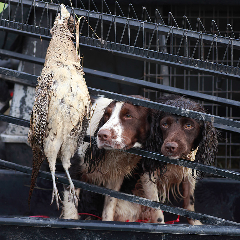 Working Dogs - Dogs and other animals.