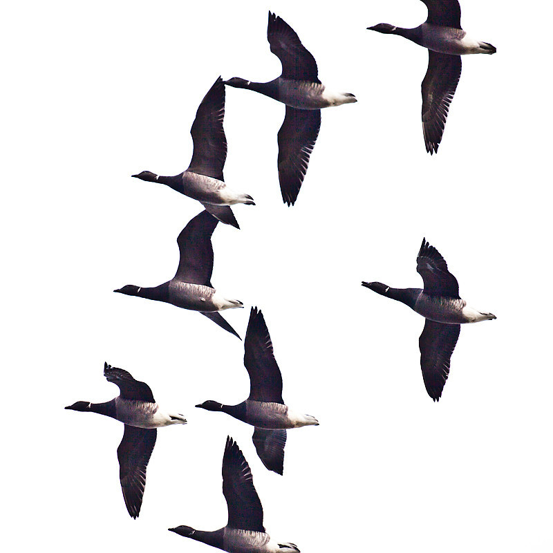 In Flight - Dogs and other animals.