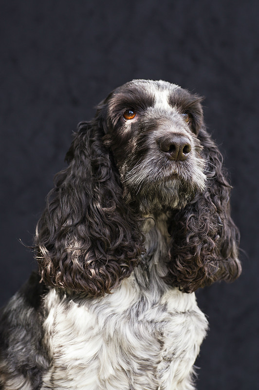  - Dogs and other animals.