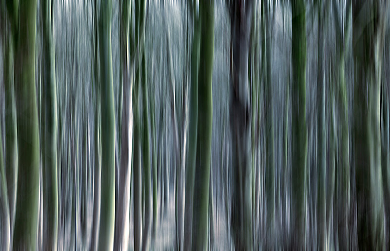 Bough Abstract - Textures Colours Details