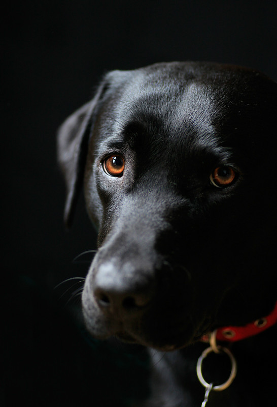 Charlie - Dogs and other animals.