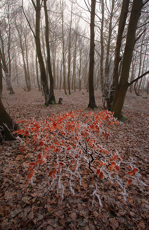 Ken Hill woods frost - The Land