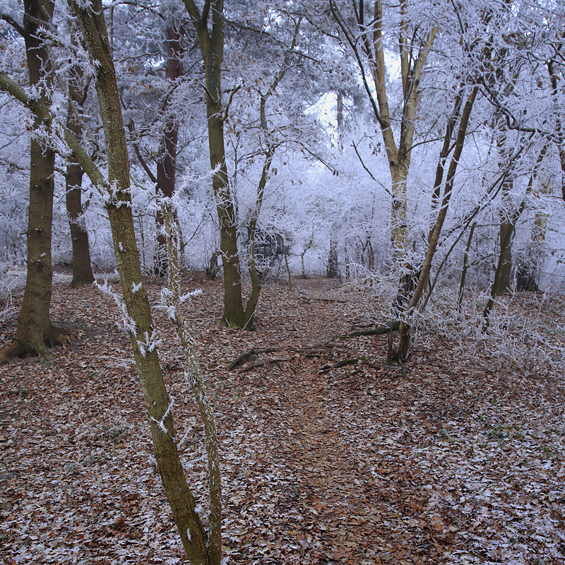 Ken Hill Woods Winter Frost - The Land