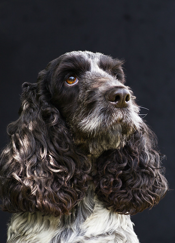  - Dogs and other animals.