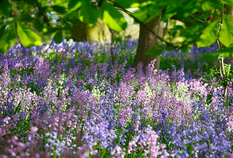 Ringstead Bluebells - The Land