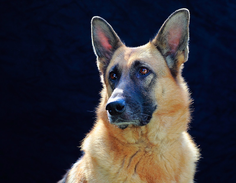  - Dogs and other animals.