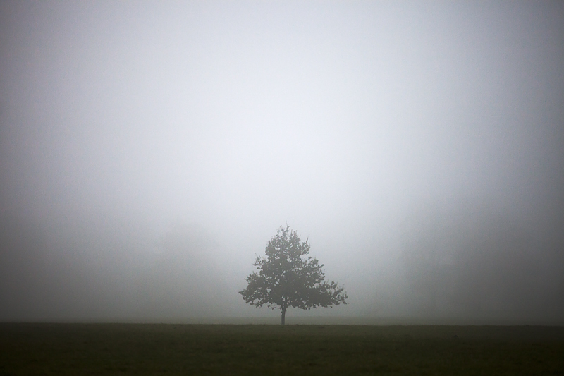 In Fog - Holkham