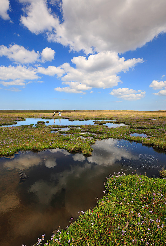 Walking across Norton Marsh. - Burnham Overy