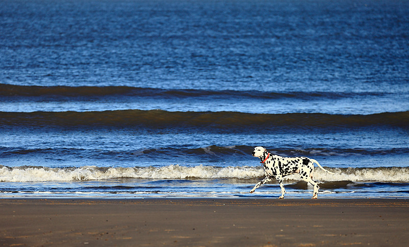 Ruby at Brancaster. - Dogs and other animals.