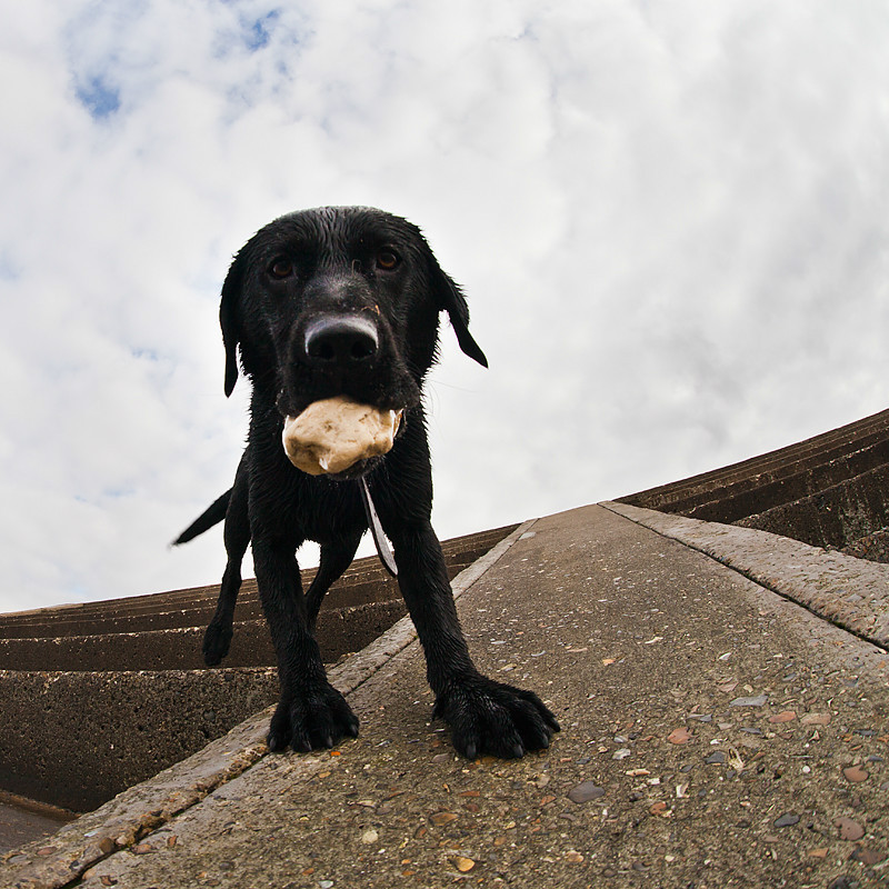  - Dogs and other animals.