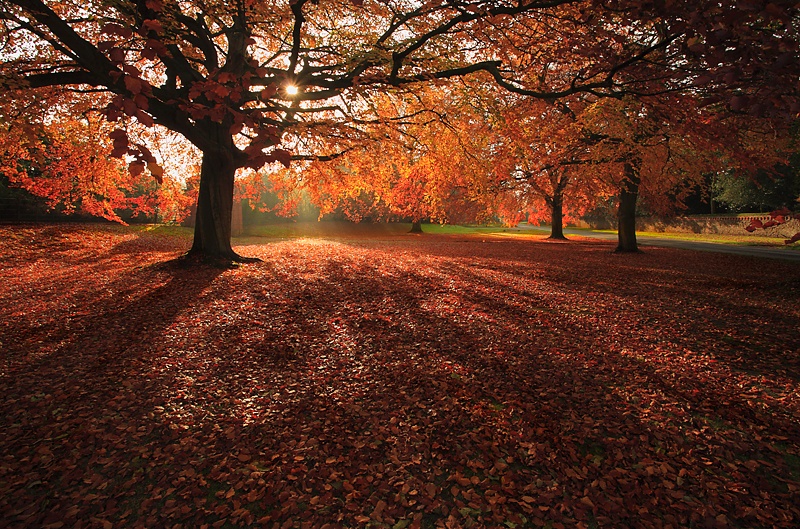 Beech Trees at Sandringham - The Land