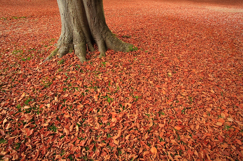 Beech Trees at Sandringham - The Land