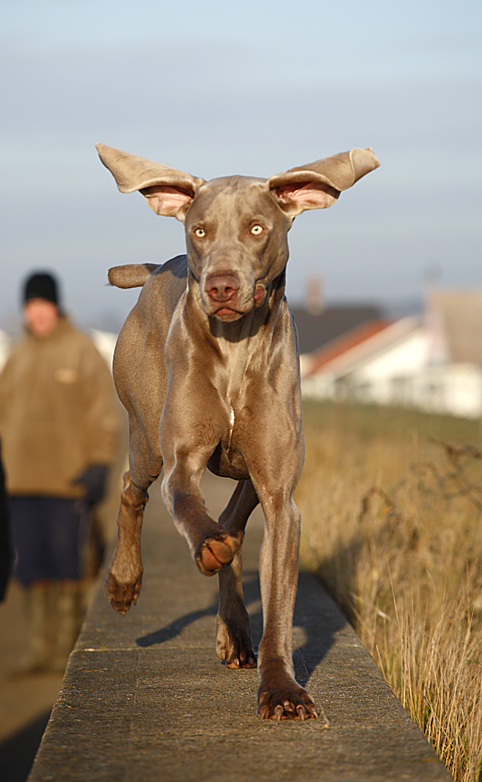 Benson - Dogs and other animals.