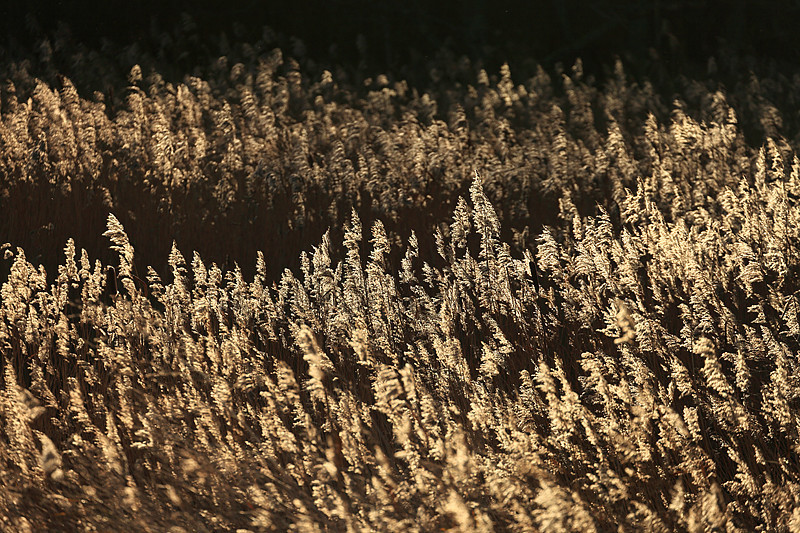Reeds - Textures Colours Details