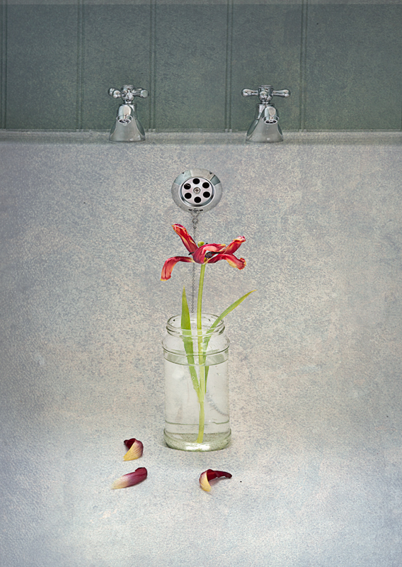 - STILL LIFE