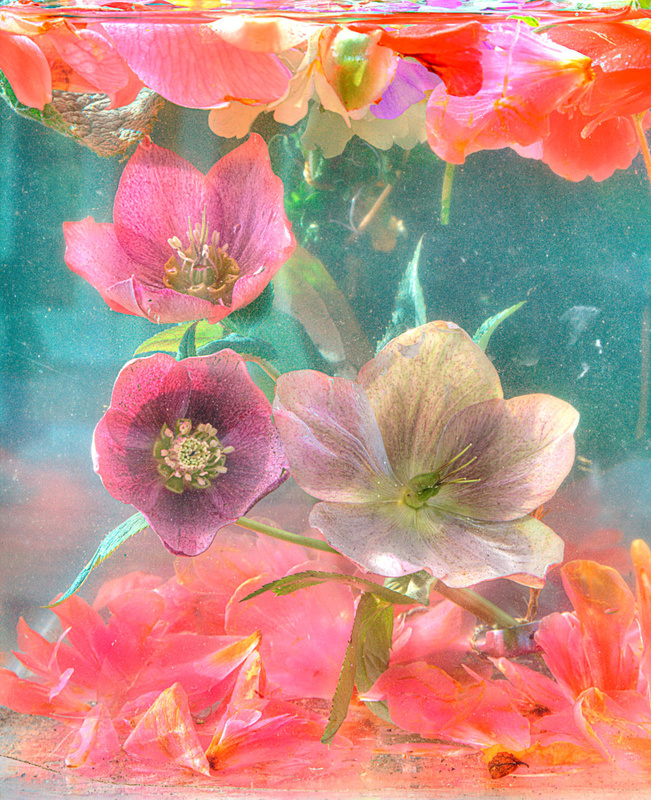  - THE NATURAL WORLD