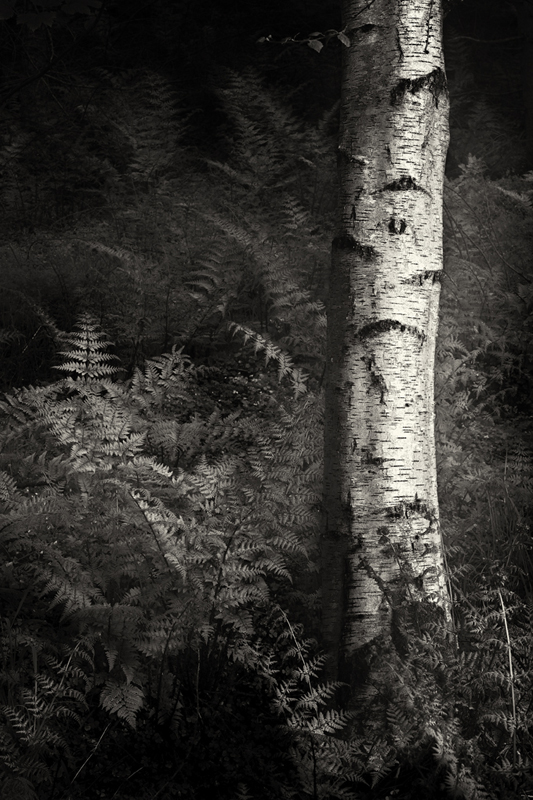 Vintage Silver - Recent Photographs