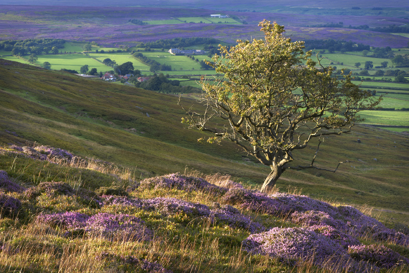 Moorland View - Recent Photographs