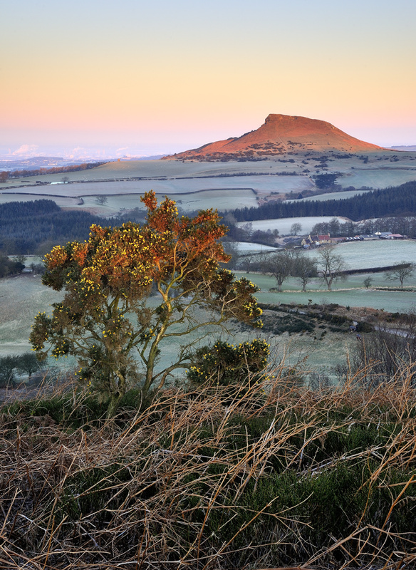 Thorn's of winter - Roseberry Topping