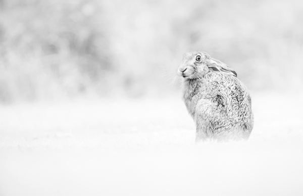 Its Freezing! - Animals