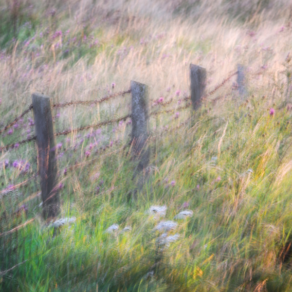 Wild and free - Flowers