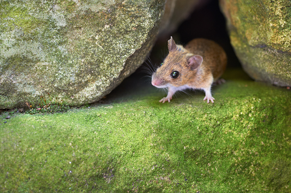 Juvenile Woodmouse - Animals