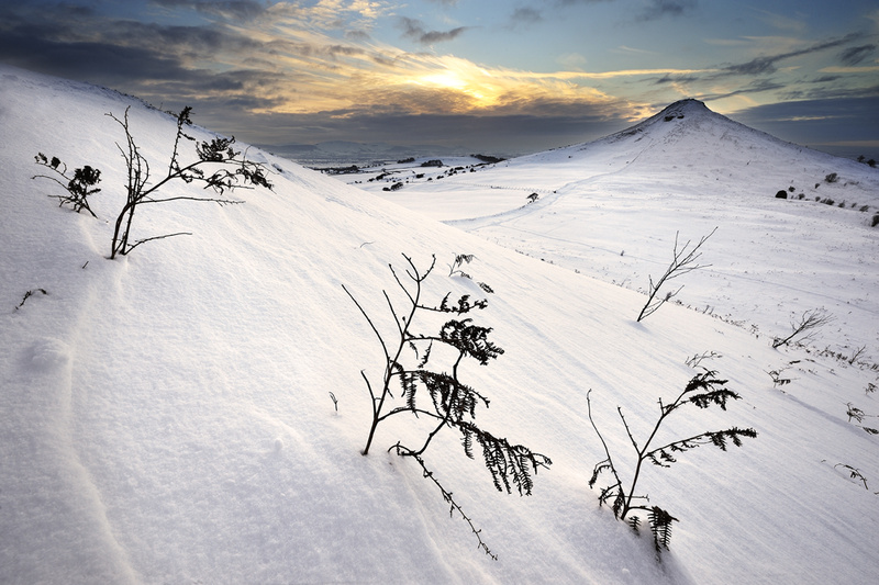 Roseberry Topping - Winter Bracken. - Roseberry Topping