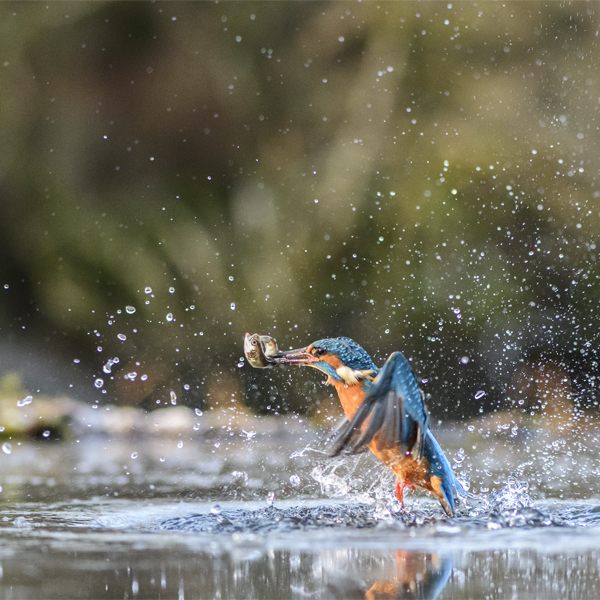 kingfisher exit 2 - Birds