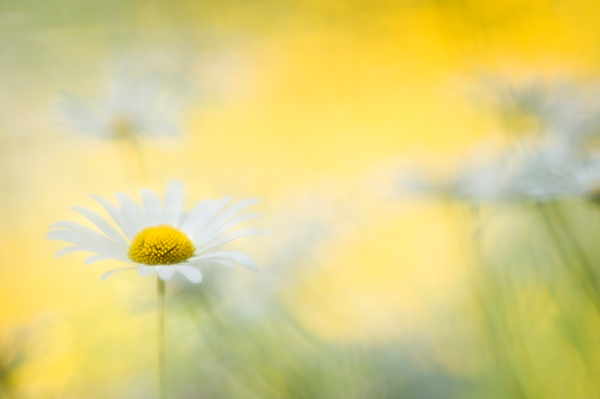 Daisy dreamer - Flowers