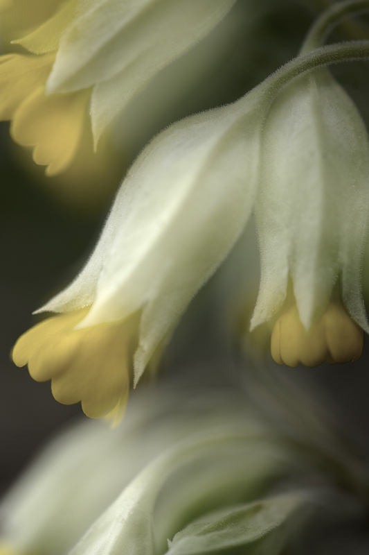Vintage Cowslips - Flowers