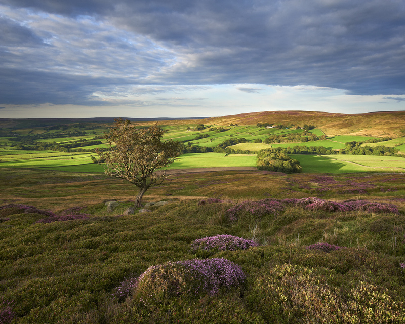Moorland beauty. - Recent Photographs