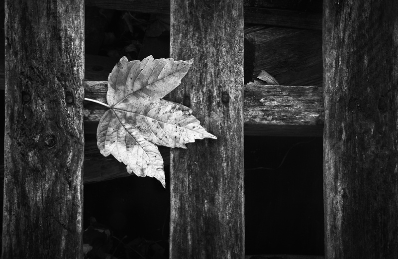 Mutual decay - Recent Photographs