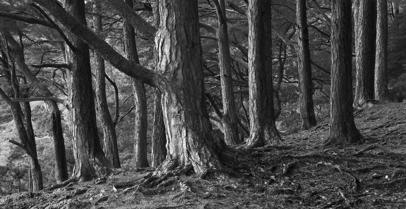 Can't see the wood... - Monochrome