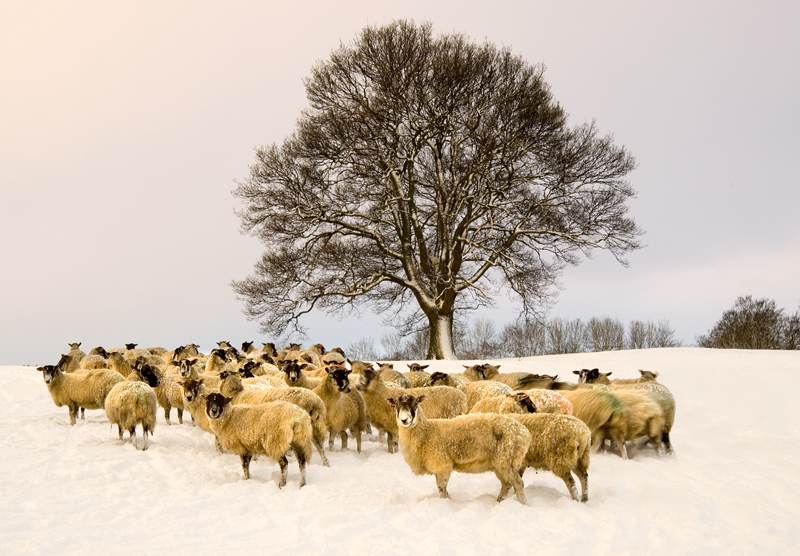 Winter Woolies - Yorkshire Dales