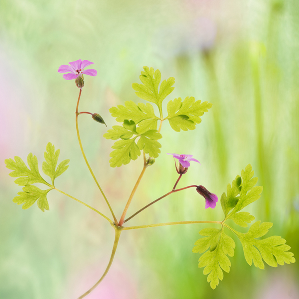 Herb Robert - Flowers