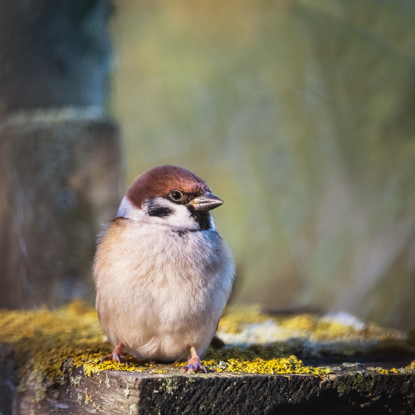 Tree Sparrow - Birds
