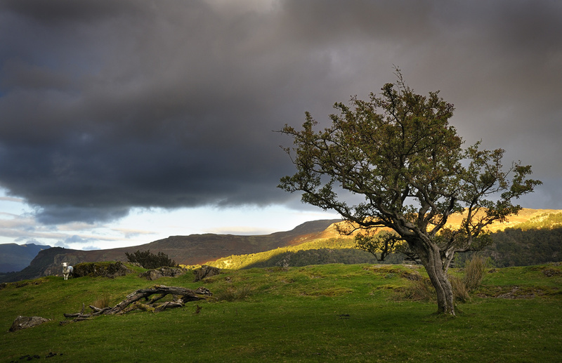 Sheepo - Borrowdale, Cumbria. - Cumbria