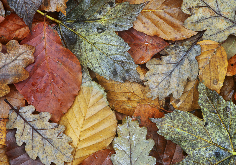 Autumn carpet - Miscellaneous