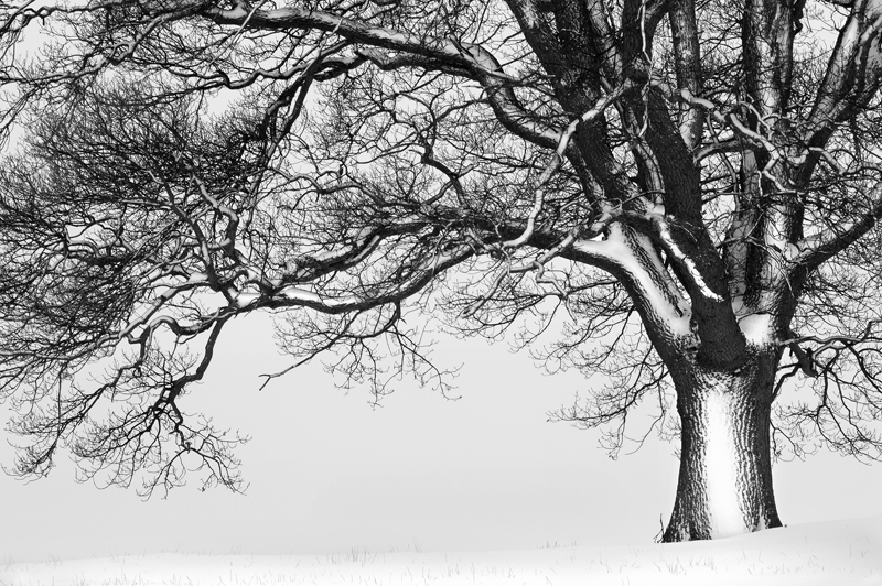 Majestic Tree - Yorkshire Dales