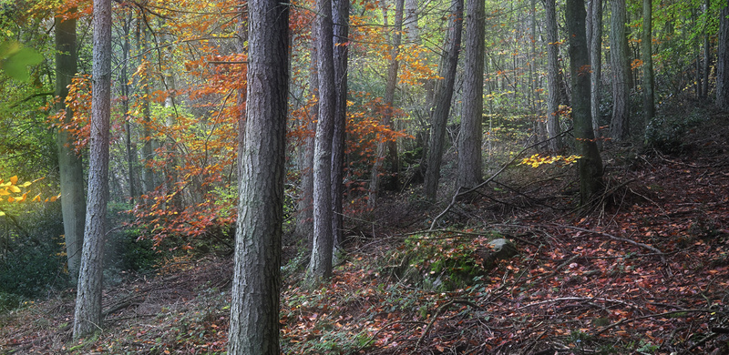 Enchanted Wood - Whitby & surrounding areas