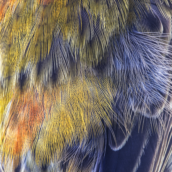 Crossbill (feather detail) - Birds