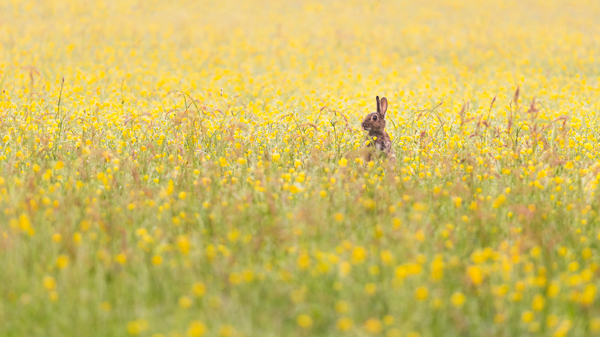 Buttercups with ears - Recent Photographs