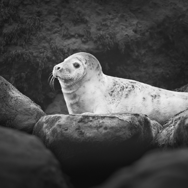 Seal pup - Animals