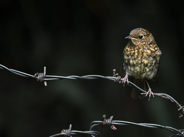 Juvenile Robin - Birds